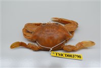 藏品(漢氏梭子蟹)的圖片